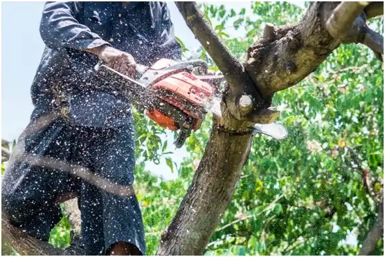 tree services Woodfield